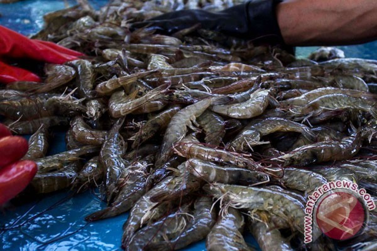  Udang Pun "Setia" Ikut Membangun Lampung