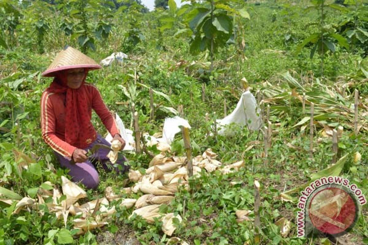 7.100 hektare hutan Pesisir Selatan masuk TORA