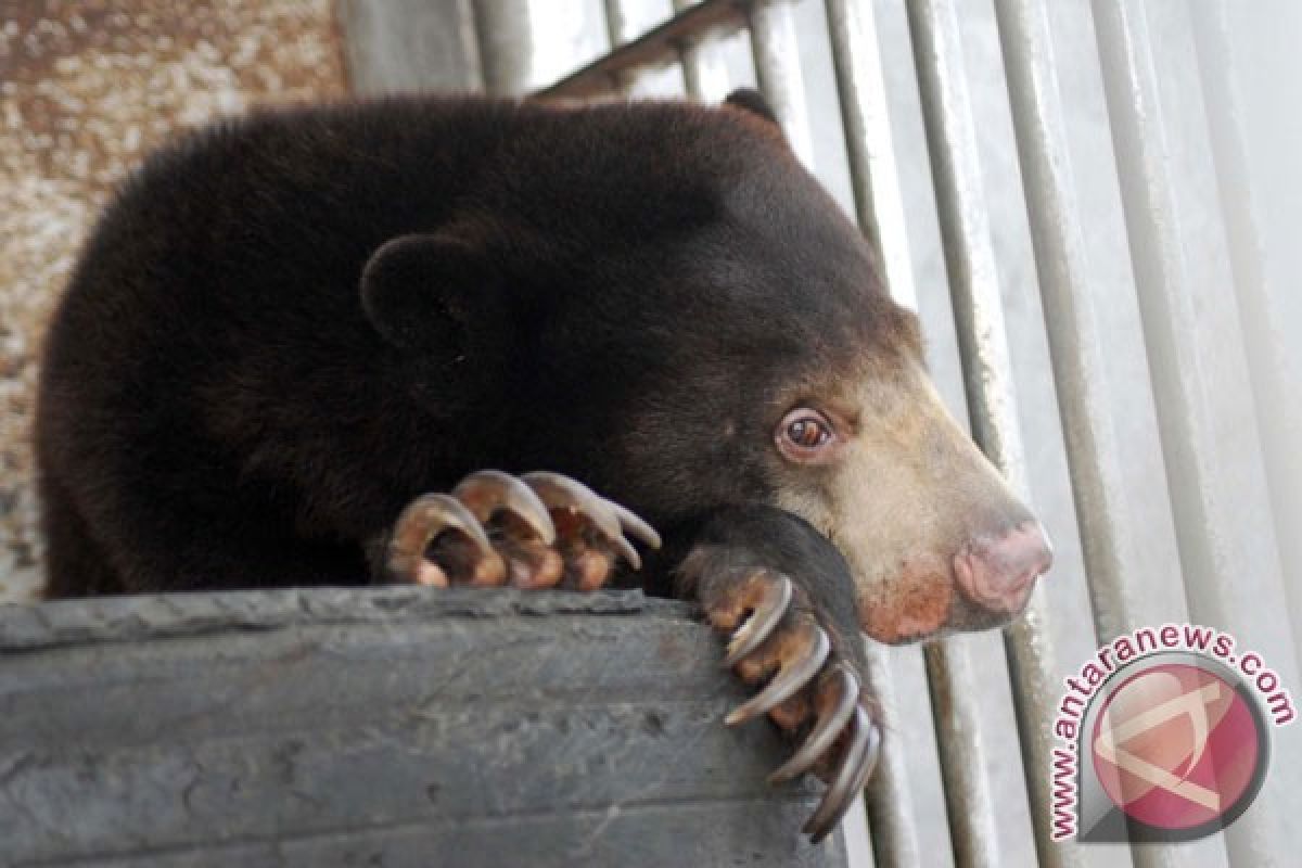 Profauna dalami pembantaian beruang madu di Kaltim