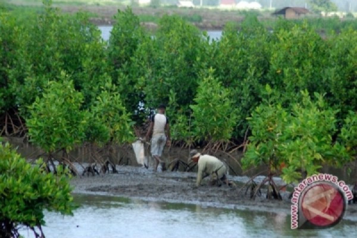 Jemaat Katolik tanam mangrove di pesisir Bengkulu