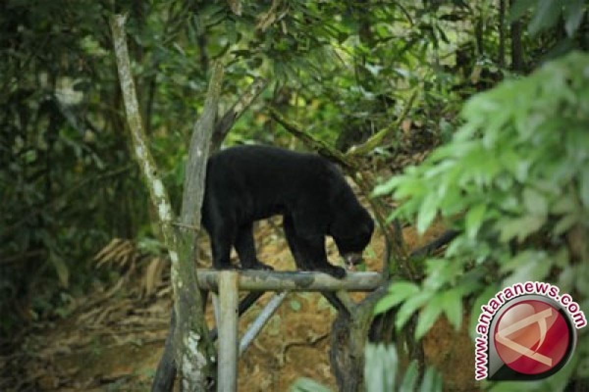 Sepasang Beruang Madu diserahkan ke lembaga konservasi