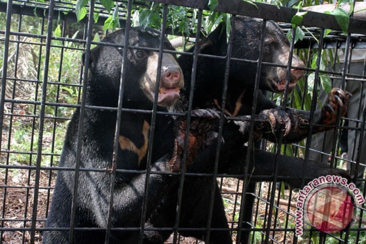 BBKSDA Riau turunkan tim buru beruang liar serang petani karet