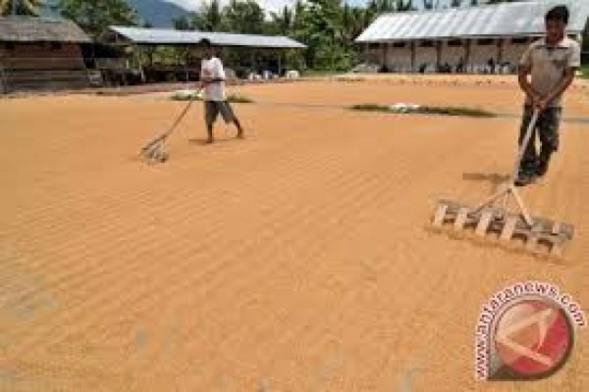 "Jaringan Semut" Upaya Menyerap Beras Petani 