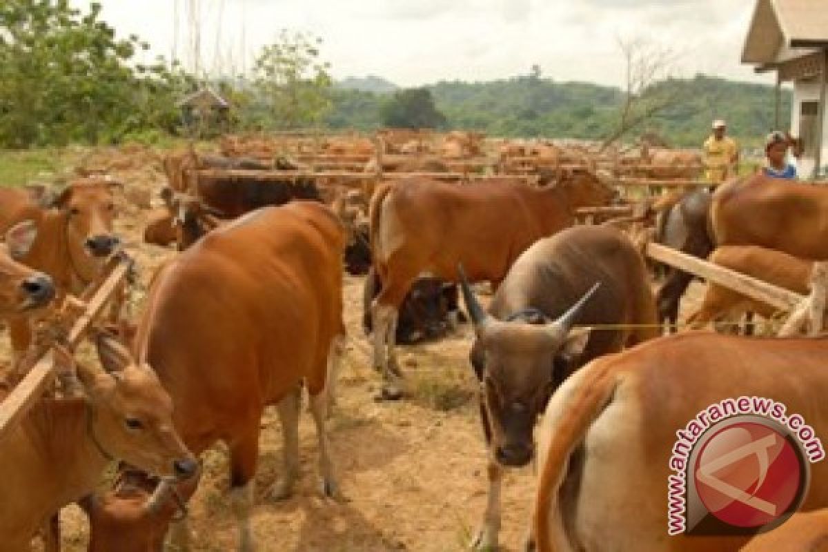 Disnak Kaltim siapkan 15.306 sapi hadapi Ramadhan-Lebaran