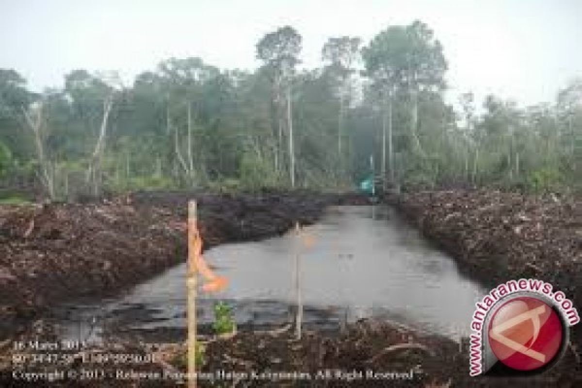 Kanalisasi perkebunan penyebab kebakaran lahan gambut Jambi 