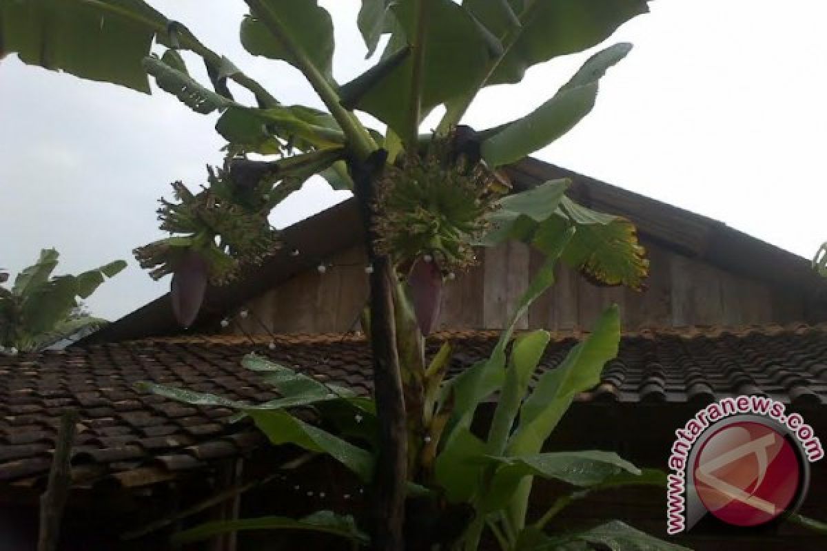 Fenomena pisang berbuah tandan gegerkan warga OKU