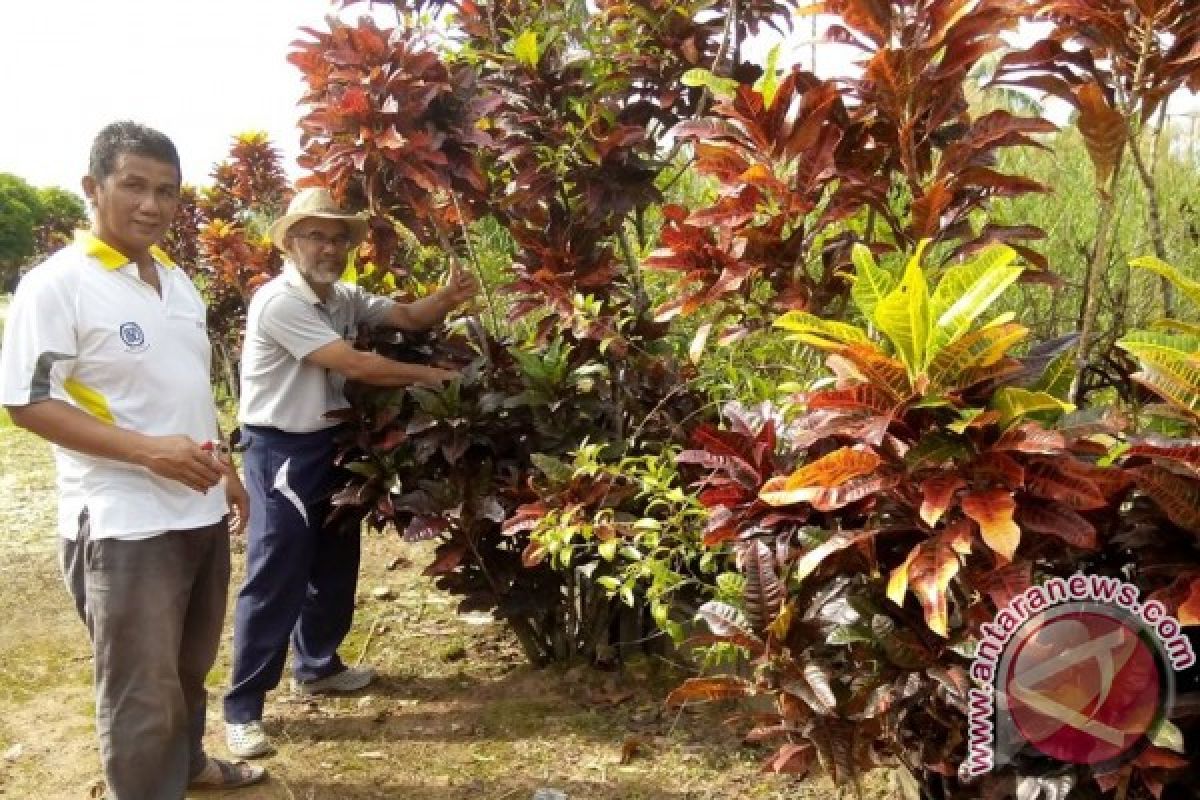 FKH Hijaukan Banjarmasin Dengan Daun Berwarna 