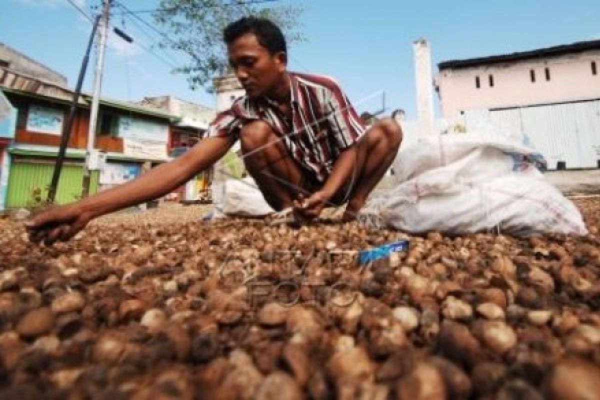 Petani Aceh Utara sedang beranimo tinggi untuk tanam pala