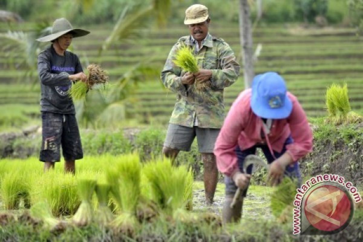 Bali Optimalisasi Tanaman Padi 750 Hektare