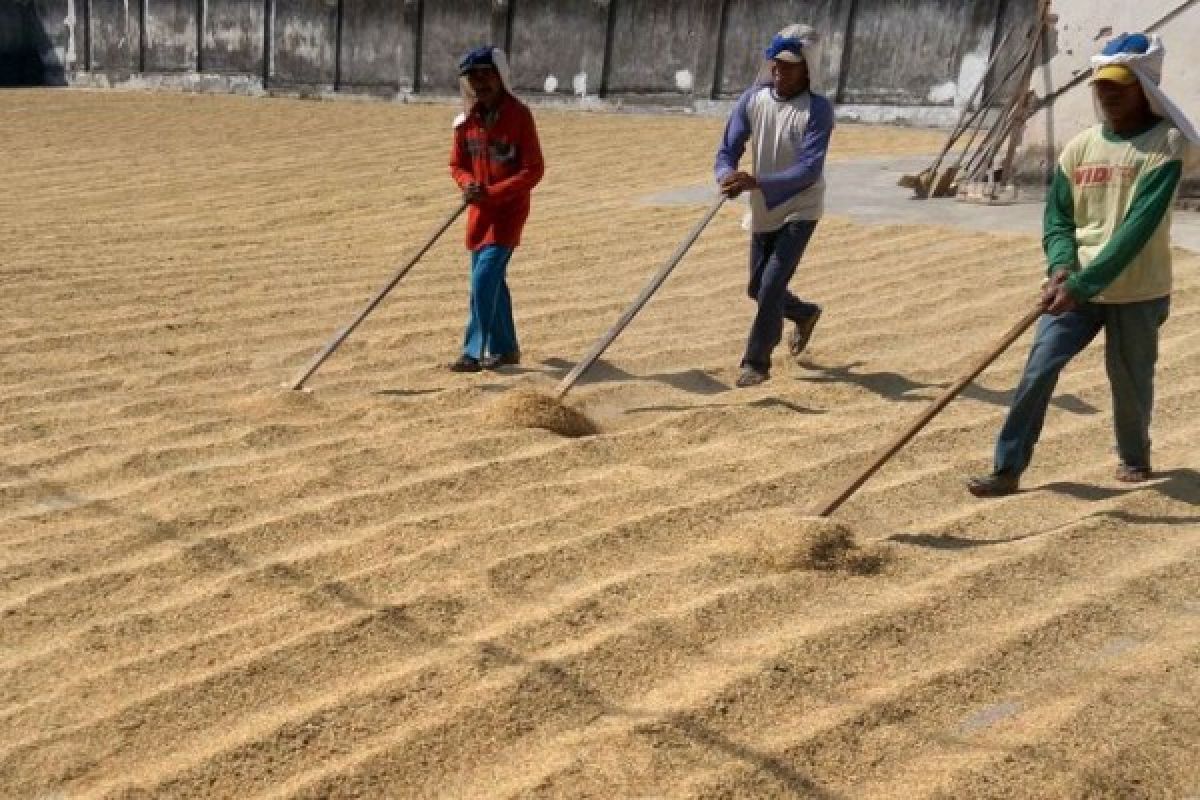 Harga Gabah Tingkat Petani Lampung Naik 2 Persen