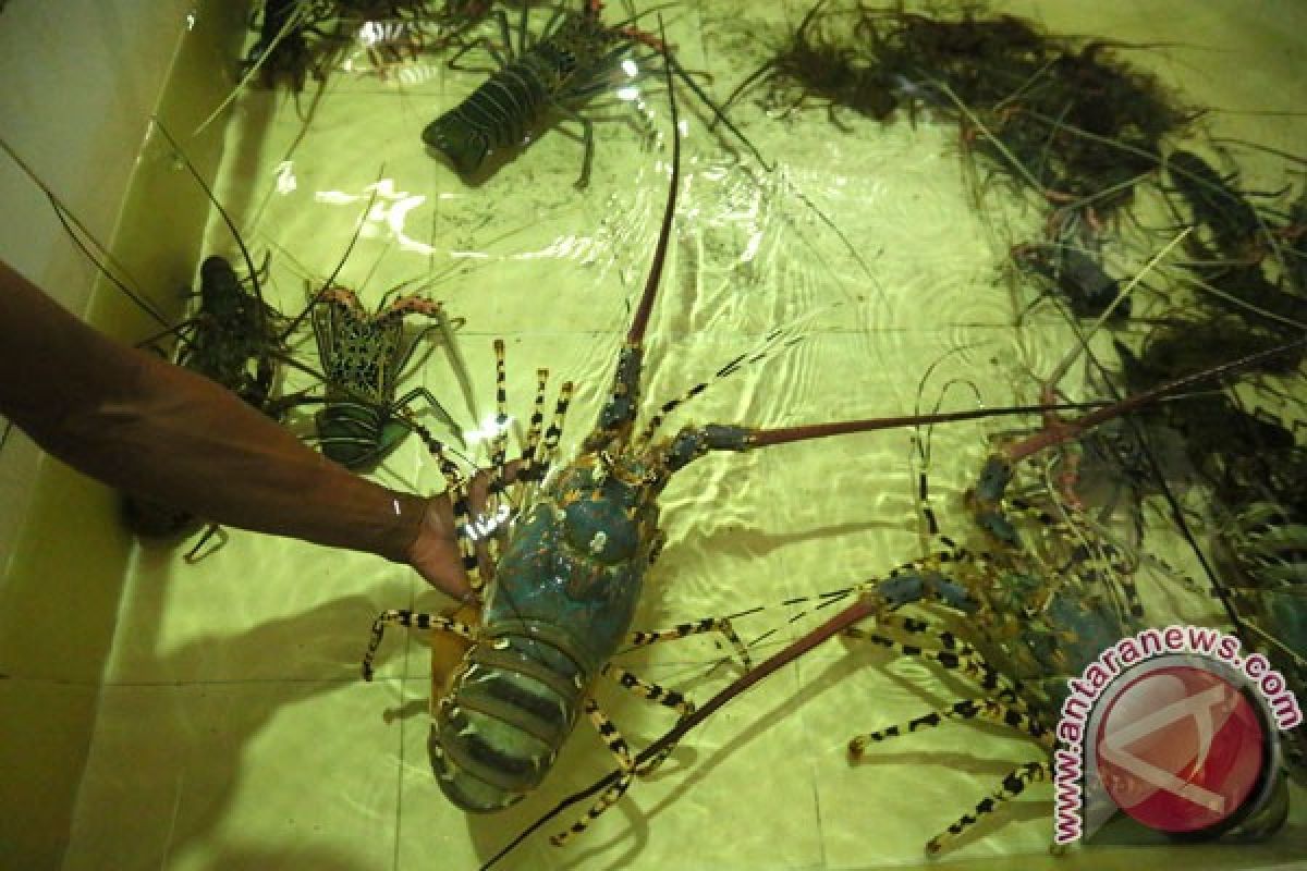 Polisi Tulungagung lepasliarkan benur lobster sitaan