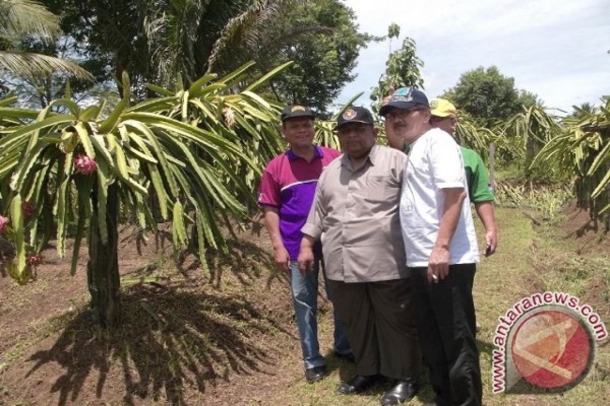 Pemkab Kutai Jadikan Buah Naga Produk Olahan  