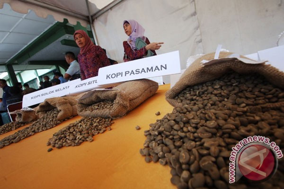 Ribuan gelas kopi kawa daun siap pecahkan rekor MURI