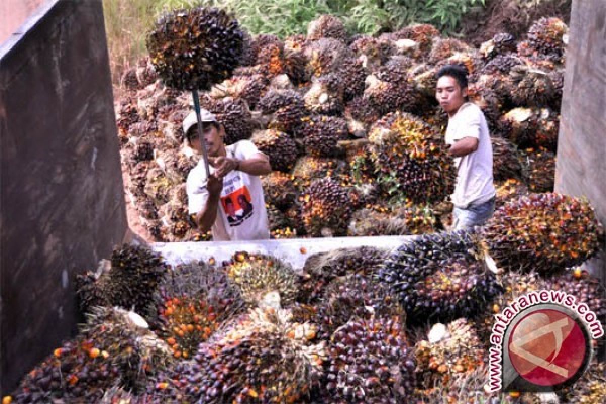 Upah Buruh Kelapa Sawit Dinilai Kurang Manusiawi