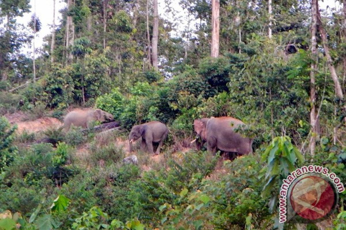 Petani Aceh Utara resah gangguan gajah liar