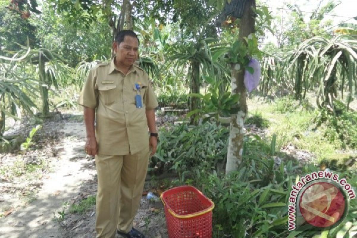 Warga Pensiunan Kobar Berhasil Usaha Buah Naga