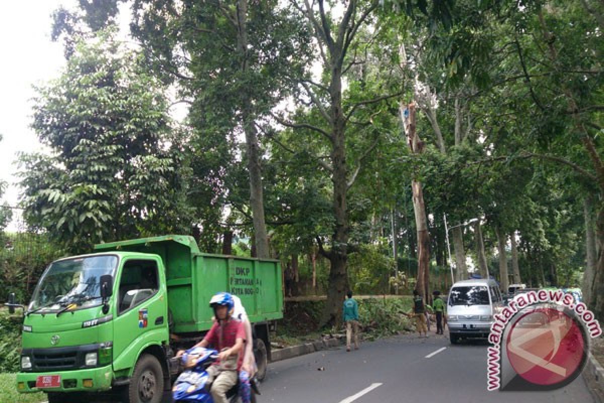 Antisipasi Pohon Tumbang Dan Patah, Pemkot Bogor Lakukan Ini