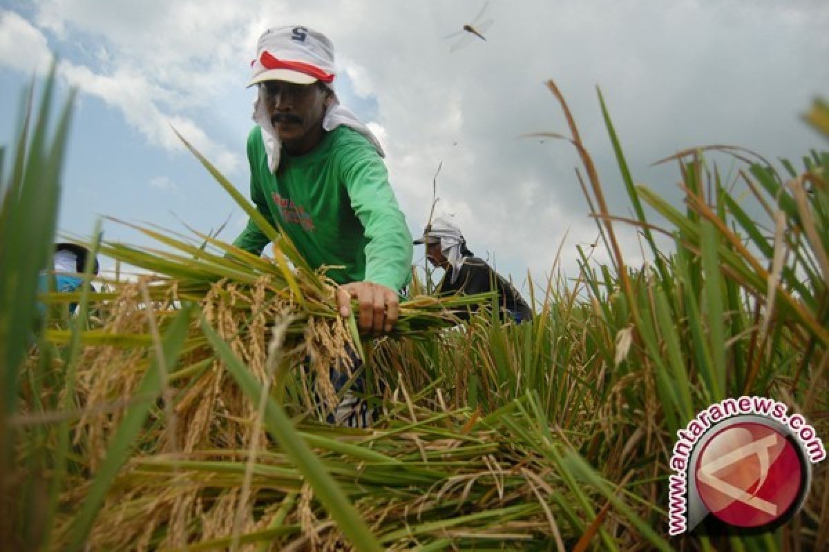 Pemkab Belitung Timur Bantu Petani Miliki Sawah