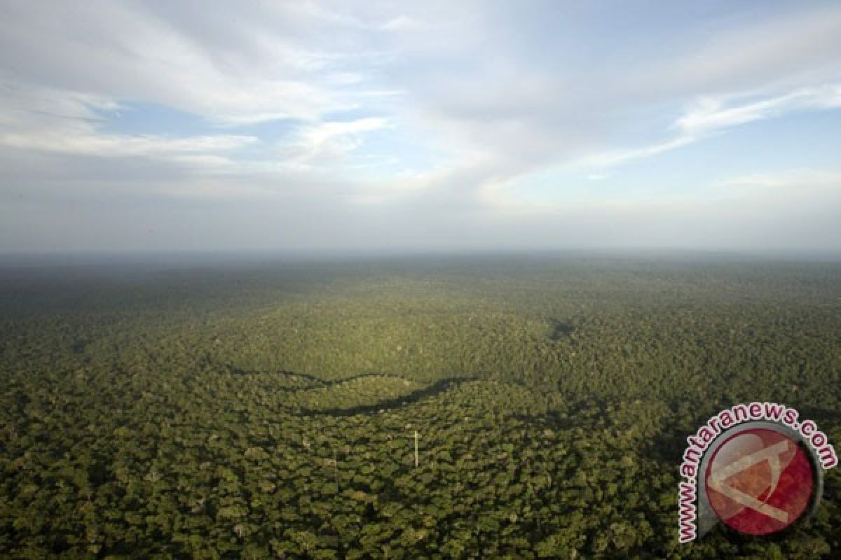 Kemampuan Amazon Menyerap Karbon Turun Drastis
