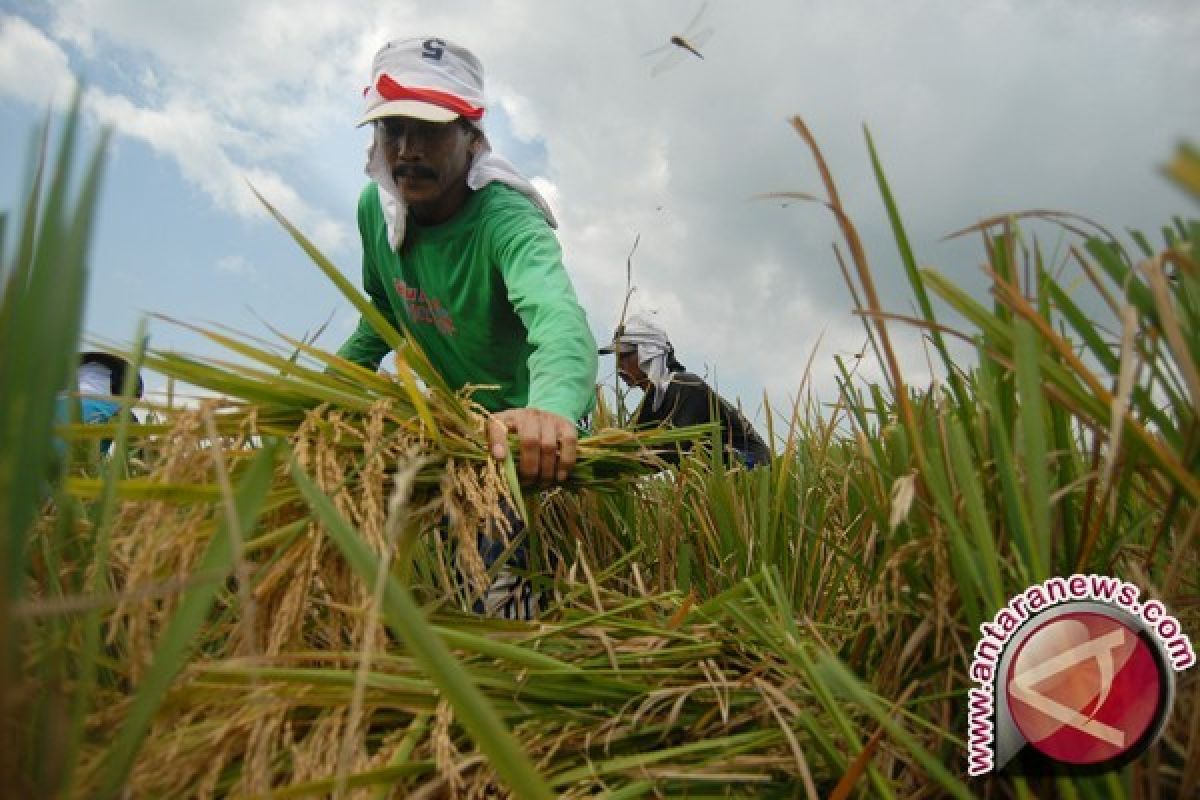 Bulog Lhokseumawe Siap Membeli Beras Petani Lokal