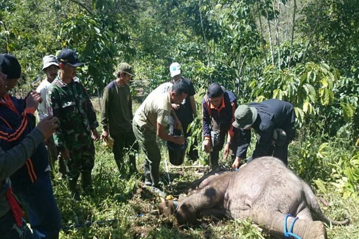 Anak Gajah Liar di Lampung Barat Berhasil Dievakuasi