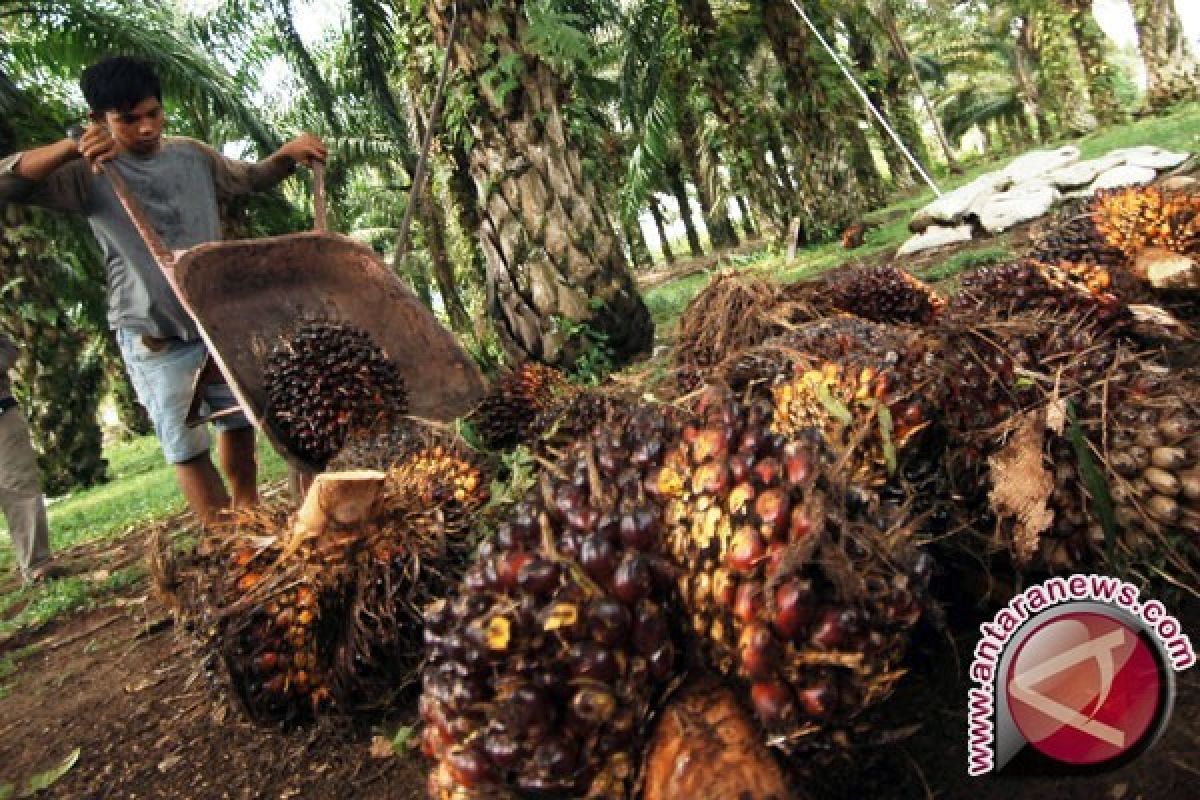 Harga CPO Jambi turun Rp380 per kilogram