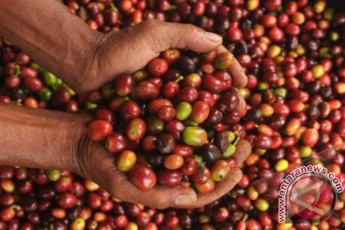 Panenan Kopi Lampung Naik 40 Persen