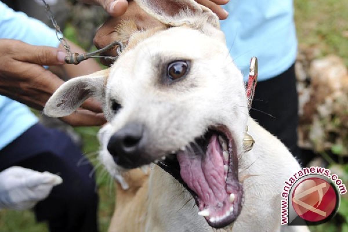 20 Orang Digigit Anjing Rabies