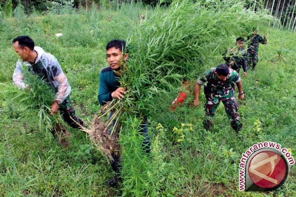  TNI bakar dua hektare ladang ganja di Aceh