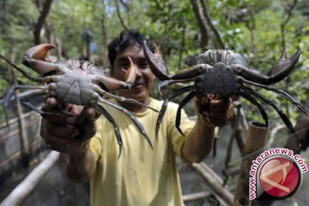 Penjualan Kepiting Turun Drastis Di Seruyan 