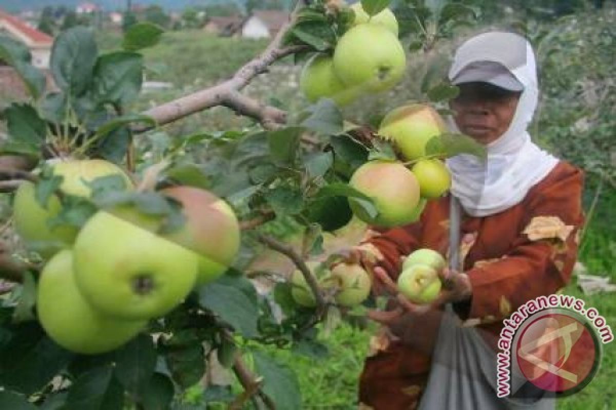 Taman Nasional Lore Lindu  Bagi  Bibit Apel  Petani Sedoa