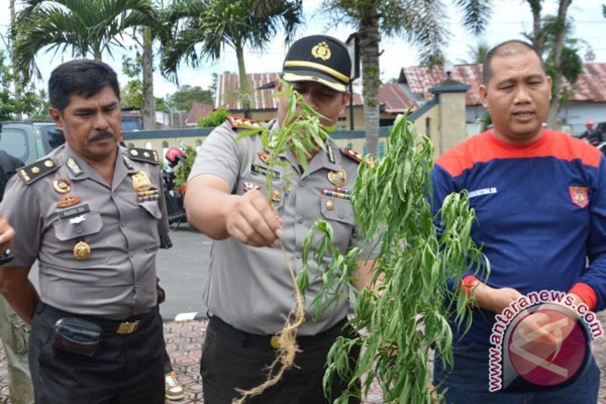 Polres Rejanglebong temukan ladang ganja