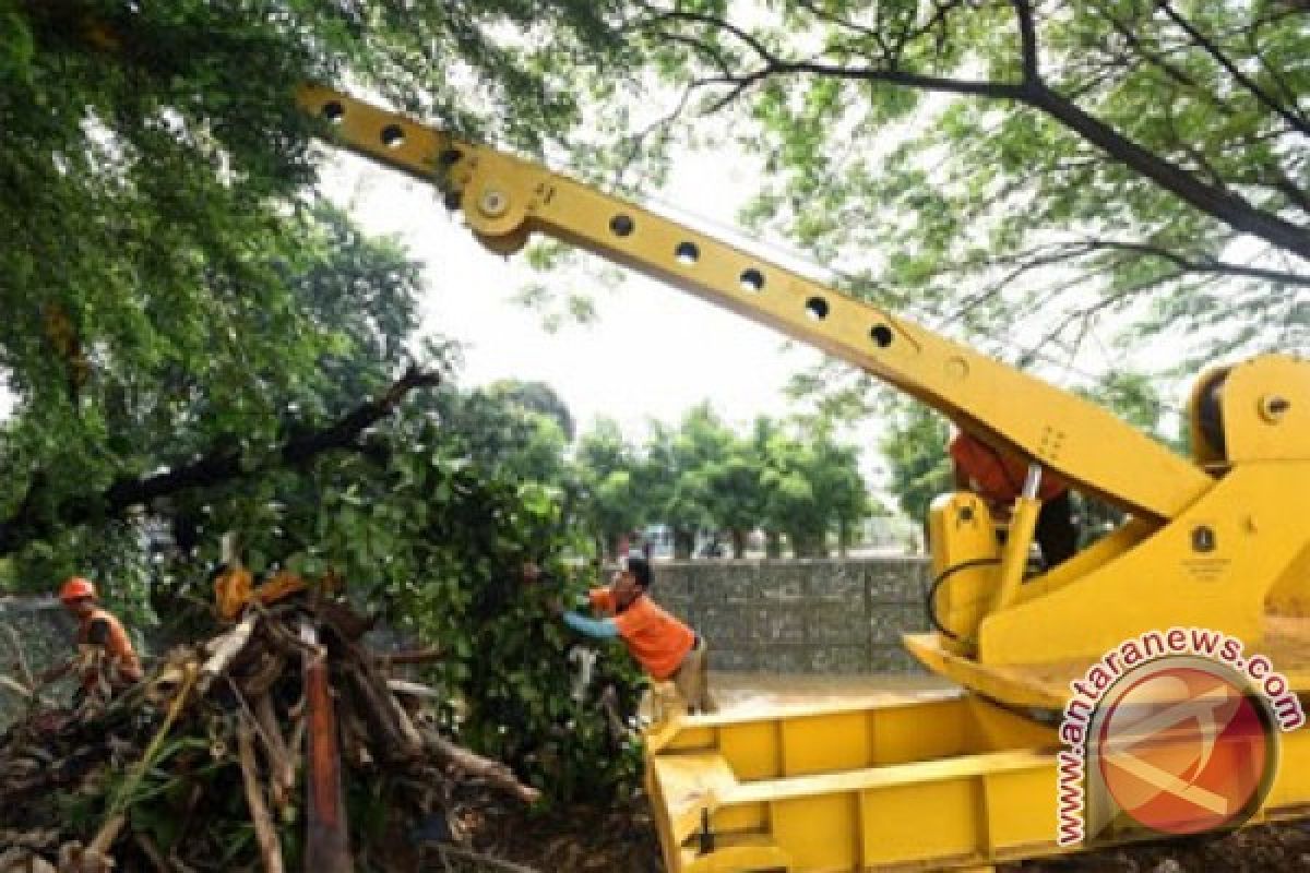 Sejumlah pohon di Yogyakarta tumbang akibat angin kencang