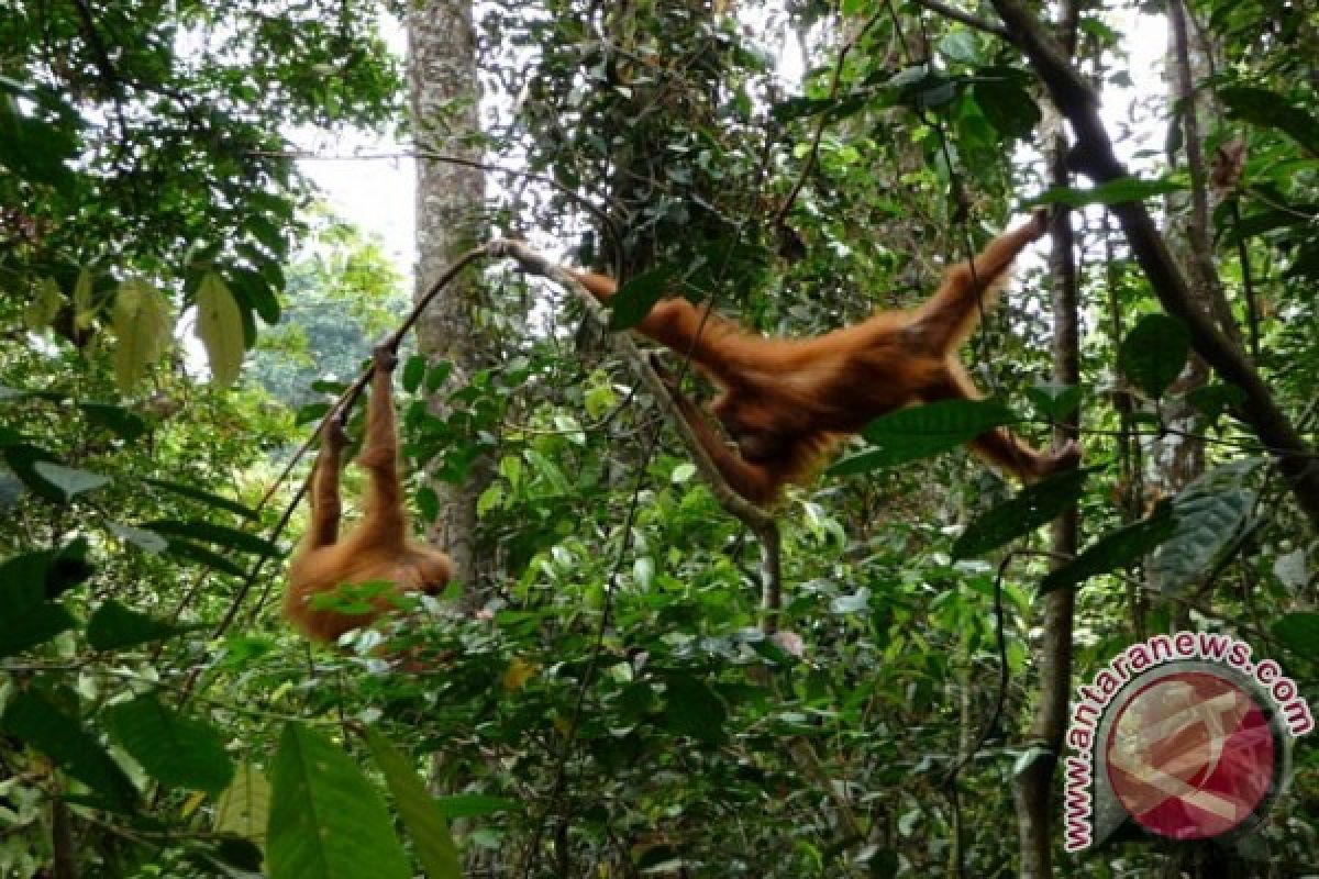 Biodiversitas Indonesia Pertanyakan Konservasi Orangutan