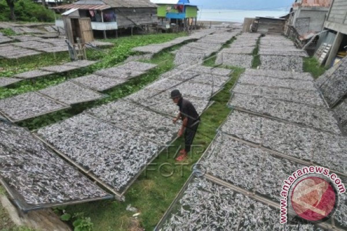 Wabup Gorut Optimistis Produksi Ikan Teri 5.000 Ton 