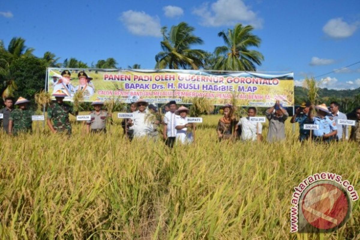 Gorontalo Utara Targetkan Produksi Padi 59.000 Ton