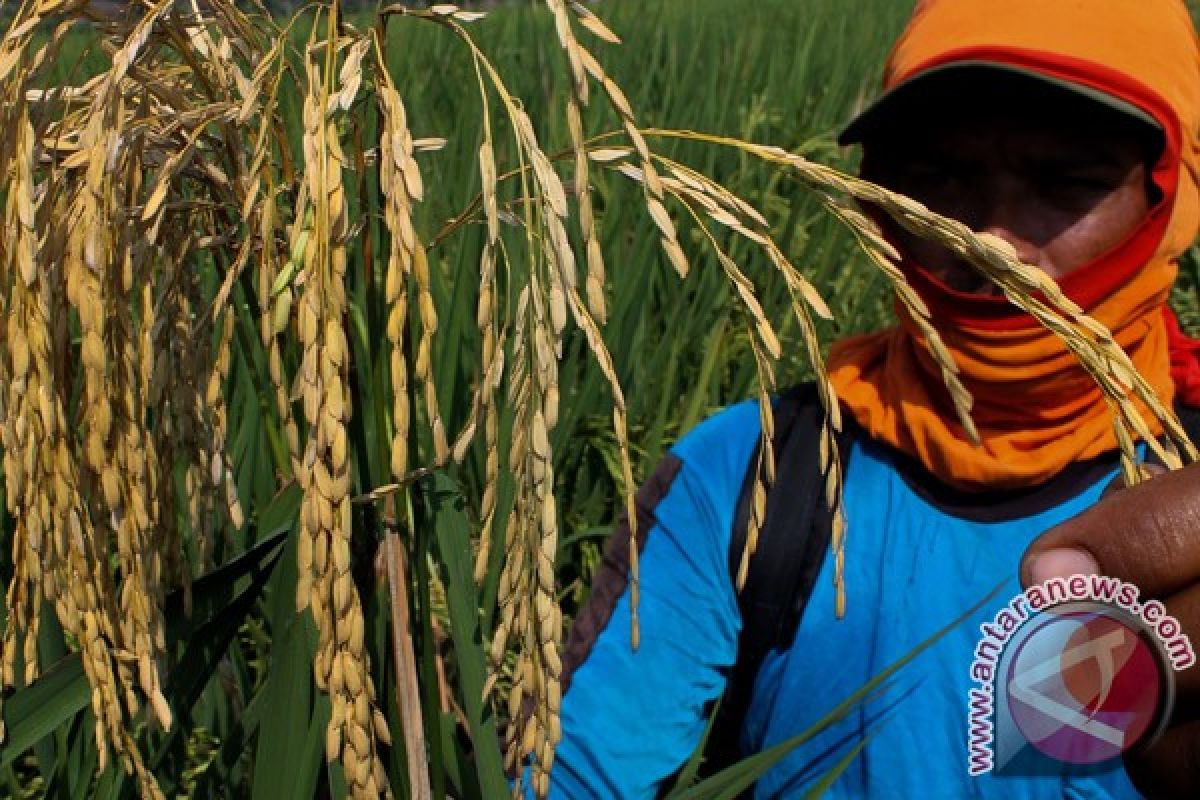 Karawang minta pusat salurkan obat atasi hama