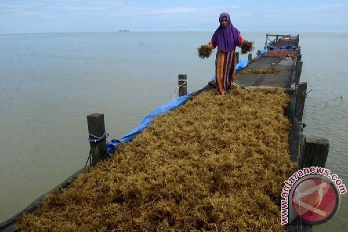 Bappebti kaji rumput laut masuk perdagangan berjangka