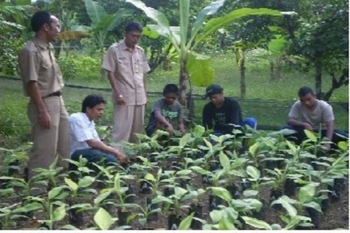 Pemprov Papua alokasikan dana otsus Rp2 miliar untuk kebun hortikultura