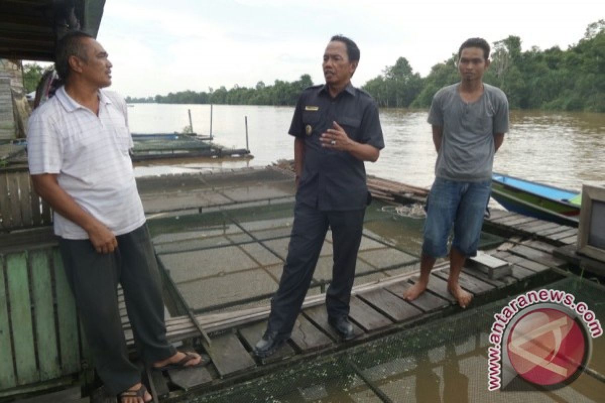 Sungai Arut Tercemar PETI, 60 Persen Ikan Keramba Mati