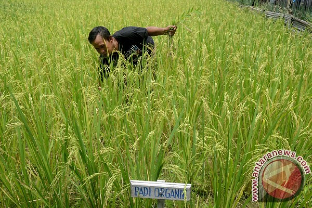 Indonesia should protect its agriculture sector