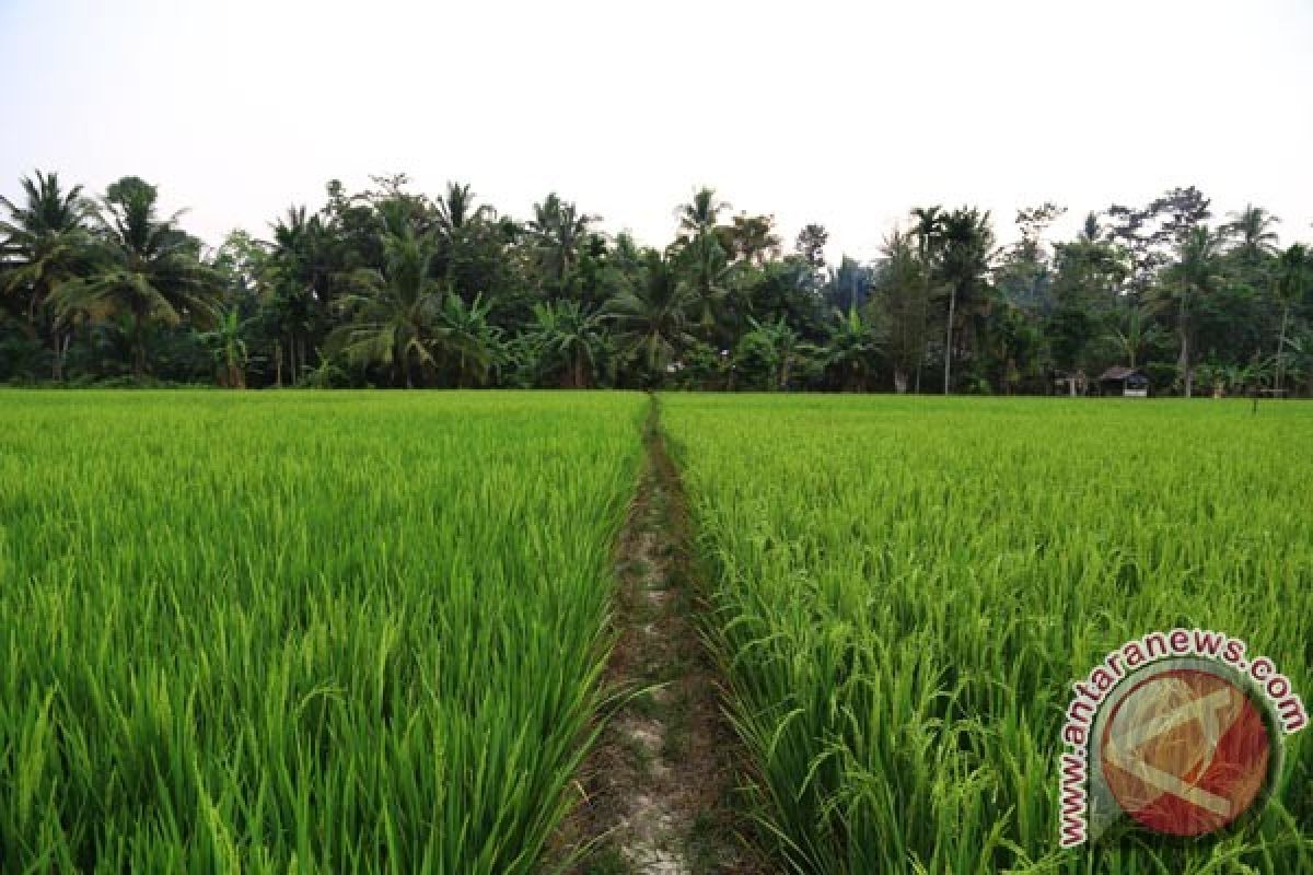 1.000 HA Sawah di Lhokseumawe Perlu Irigasi