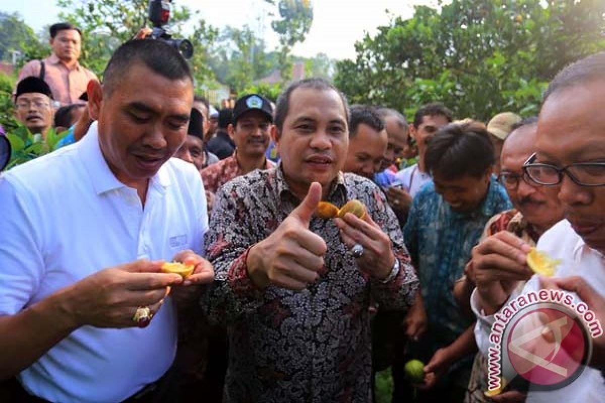 Menteri Marwan: jeruk Malang layak diekspor