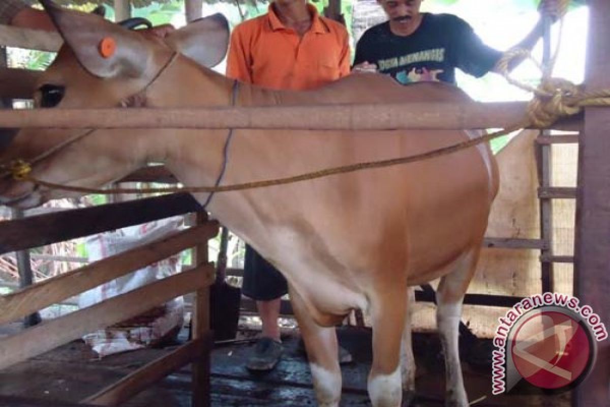 North Hulu Sungai Beware of Cow Miscarriage Disease