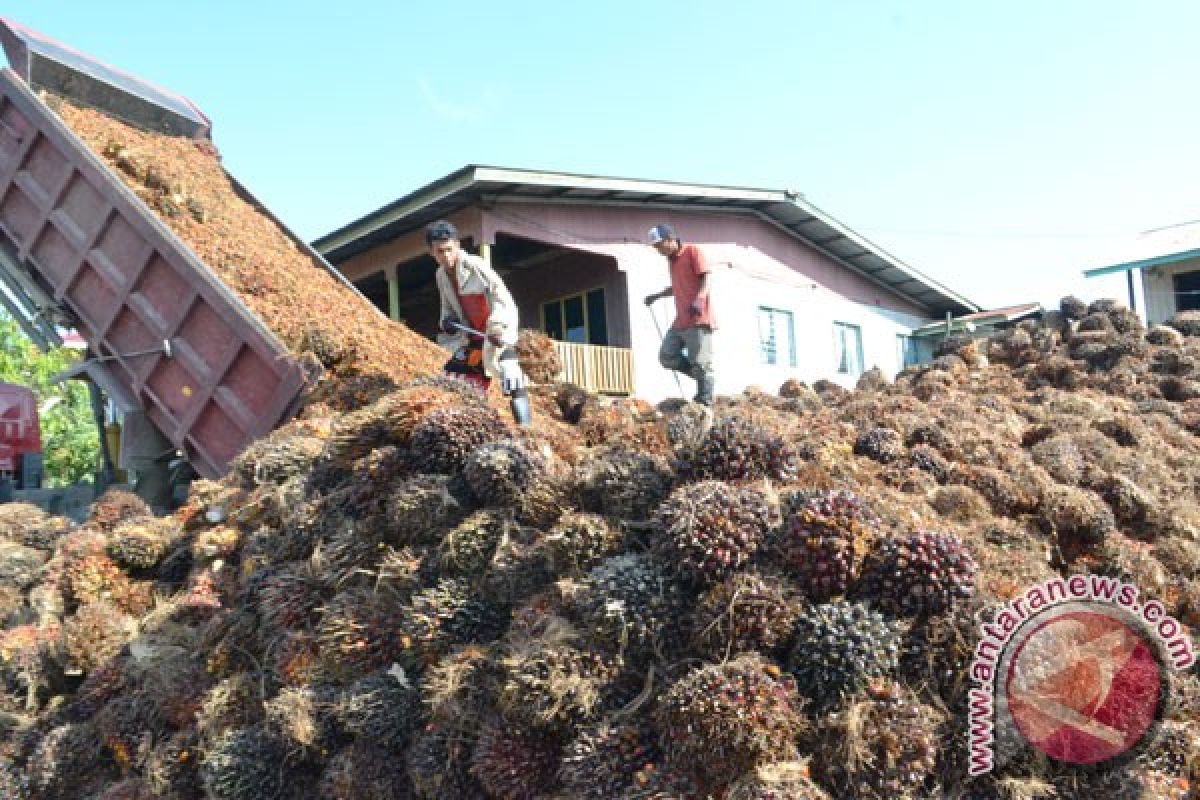 Pemprov Papua wajibkan investor bangun industri kelapa sawit