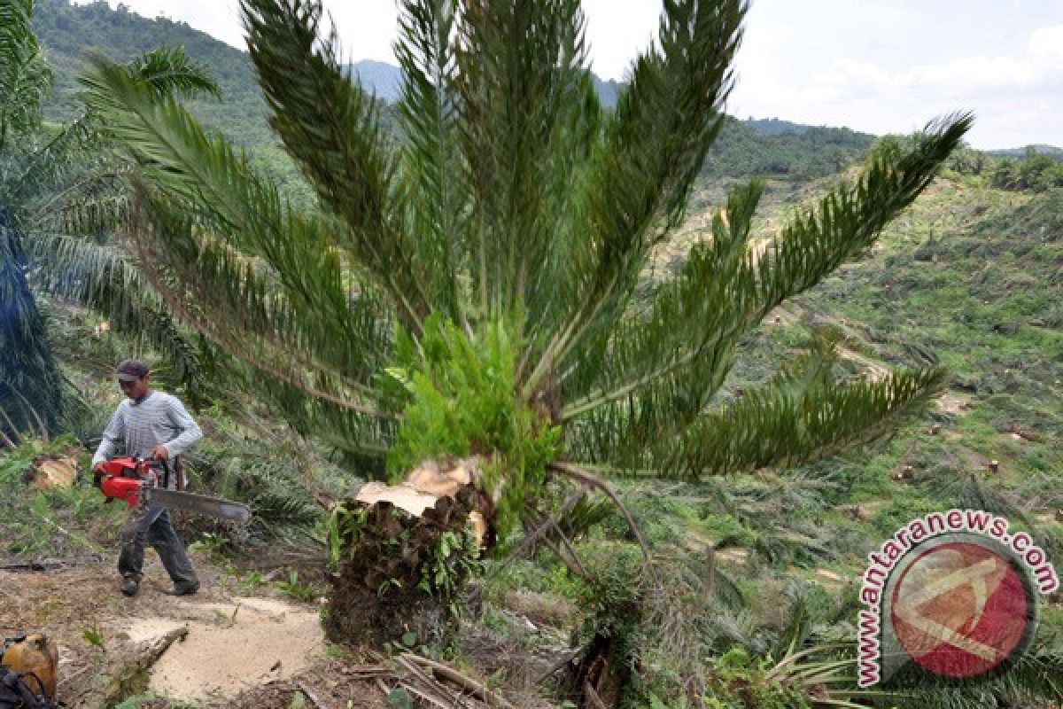 KPHP Mukomuko minta rekomendasi DPRD tebang sawit dalam hutan negara