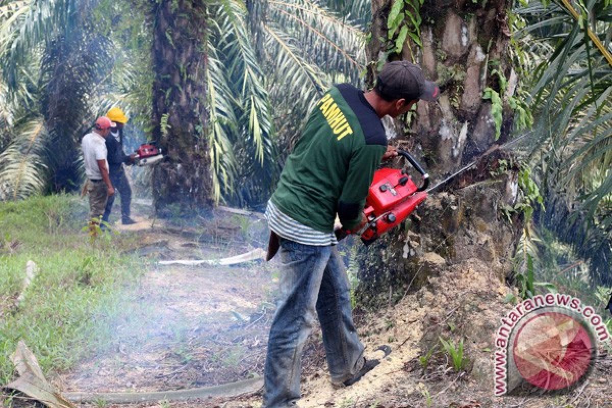 KPH babat tanaman sawit di area hutan lindung Aceh