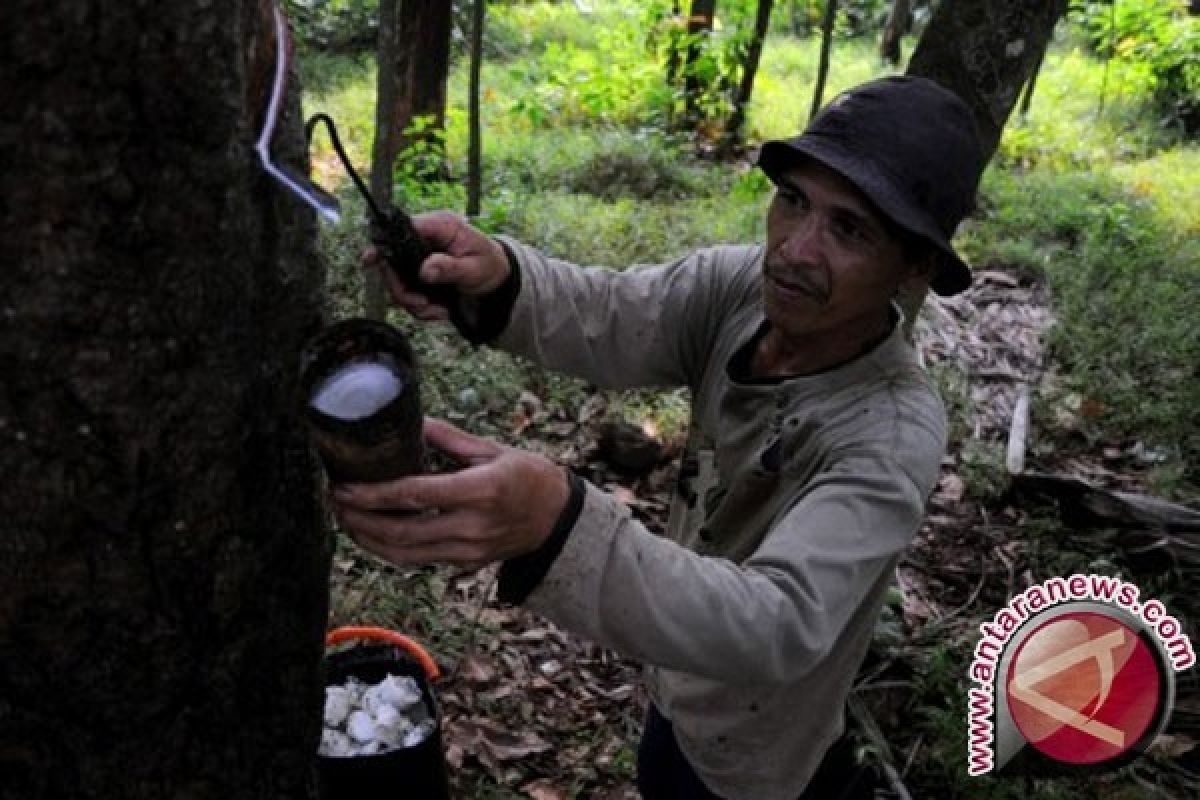 Harga Karet di Kabupaten Bangka Tengah Terus Merosot