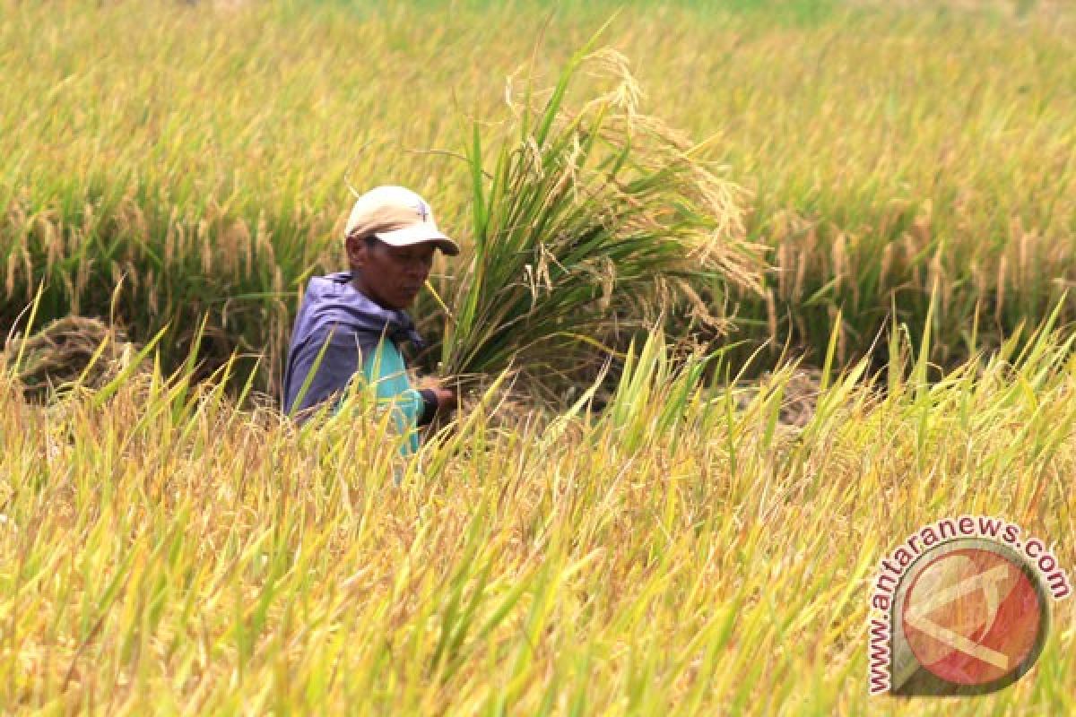 Petani Lebak panen 8 ton/hektare dengan teknologi jejer legowo