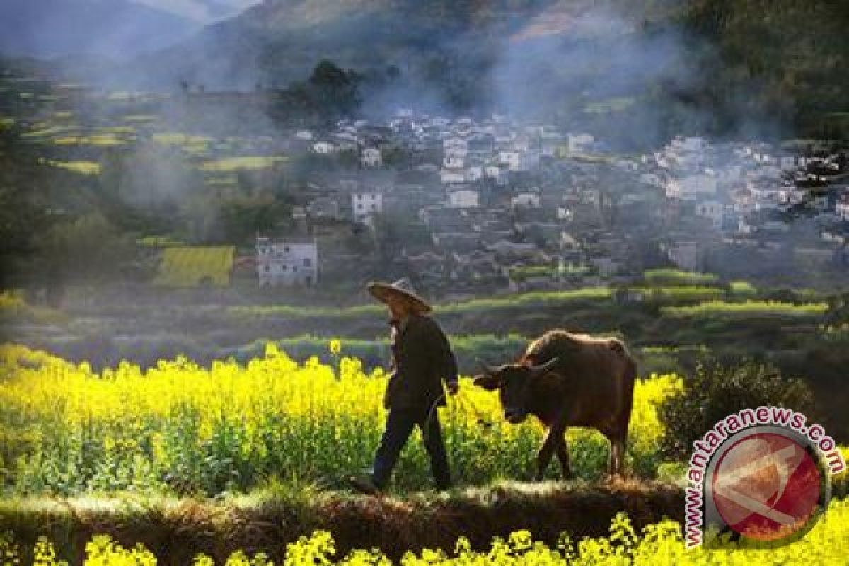 Numerous Visitors Come to Wuyuan, China to Enjoy the Beauty of Canola Flowers In Bloom